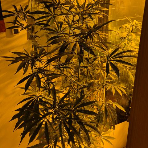 7 Punchi PURPLE PUNCH (photo) growlog timeline photo