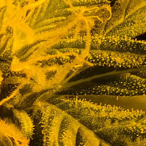 7 Punchi PURPLE PUNCH (photo) growlog timeline photo