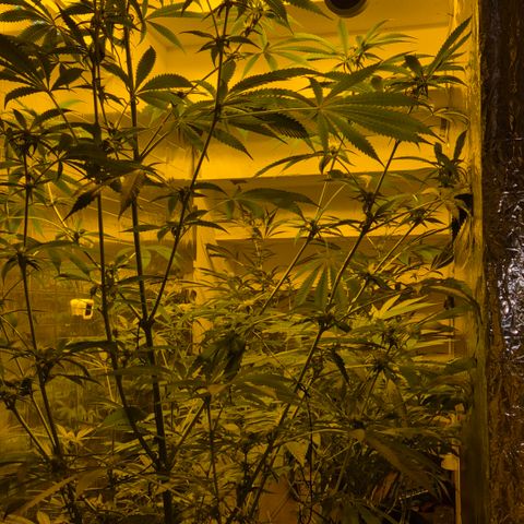 7 Punchi PURPLE PUNCH (photo) growlog timeline photo