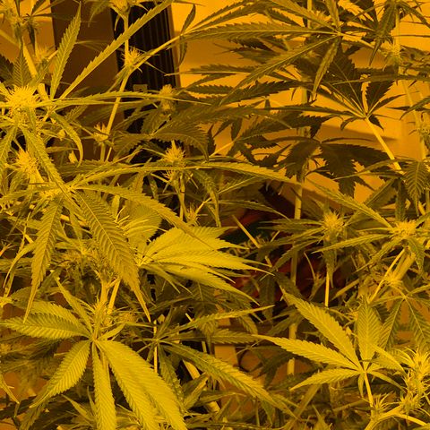 Puple punch  6 growlog timeline photo