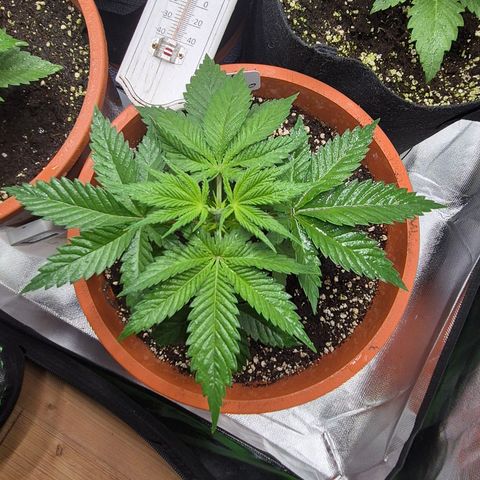 DieAnnas  #2 amnesia lemon/ungedämmter Dachboden growlog timeline photo