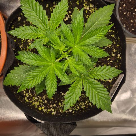 Runtzi Auto ♥️ Barney's Farm  growlog timeline photo