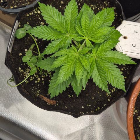 🍍Anna  #1 amnesia lemon  growlog timeline photo