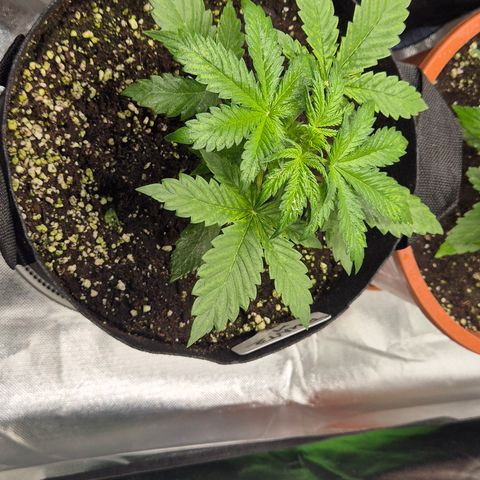 Runtzi Auto ♥️ Barney's Farm  growlog timeline photo
