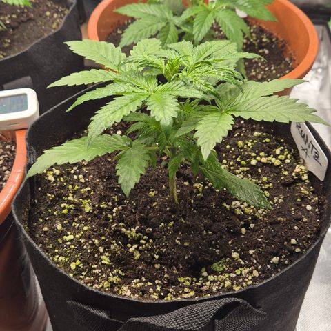 Runtzi Auto ♥️ Barney's Farm  growlog timeline photo