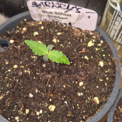 🌅Sherbi photo, blue sunset sherbert, Barneys farm  growlog timeline photo