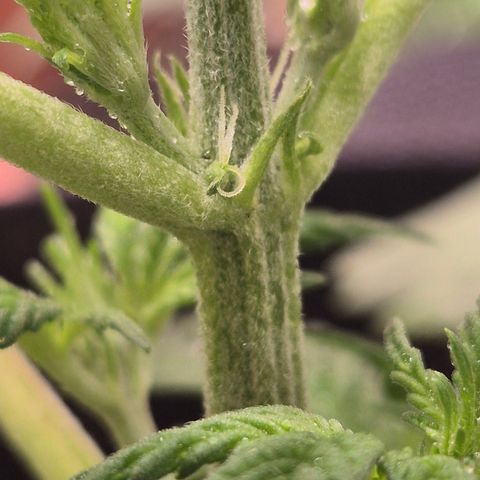 Runtzi Auto ♥️ Barney's Farm  growlog timeline photo