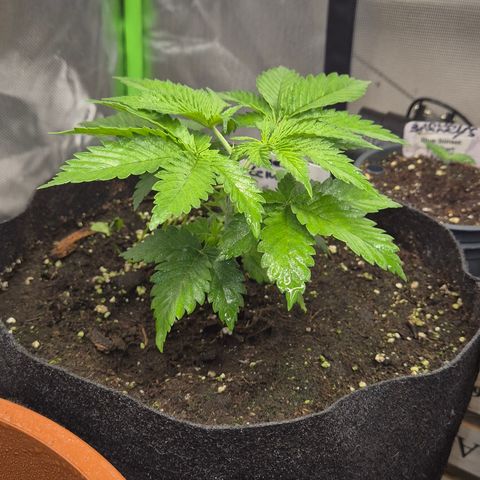 🍍Anna  #1 amnesia lemon  growlog timeline photo