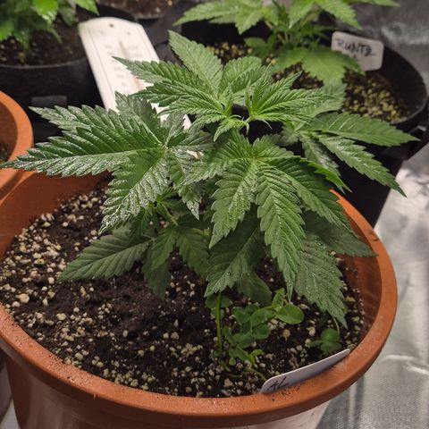 DieAnnas  #2 amnesia lemon/ungedämmter Dachboden growlog timeline photo