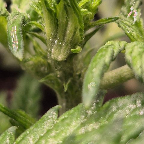 Runtzi Auto ♥️ Barney's Farm  growlog timeline photo