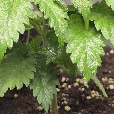 🍍Anna  #1 amnesia lemon  growlog photo: In echt Leuchter sie nicht so grell😅