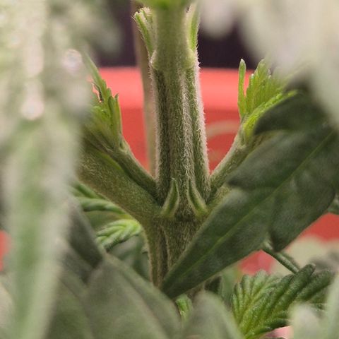 DieAnnas  #2 amnesia lemon/ungedämmter Dachboden growlog timeline photo
