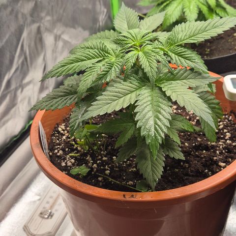 DieAnnas  #2 amnesia lemon/ungedämmter Dachboden growlog timeline photo