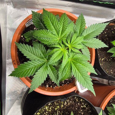 DieAnnas  #2 amnesia lemon/ungedämmter Dachboden growlog timeline photo