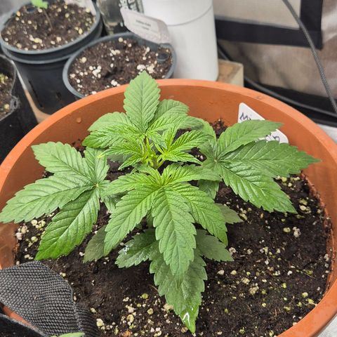Mimosa evo Photo ♥️ Barney's Farm  growlog timeline photo