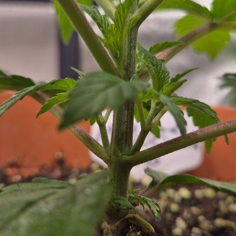 Mimosa evo Photo ♥️ Barney's Farm  growlog timeline photo