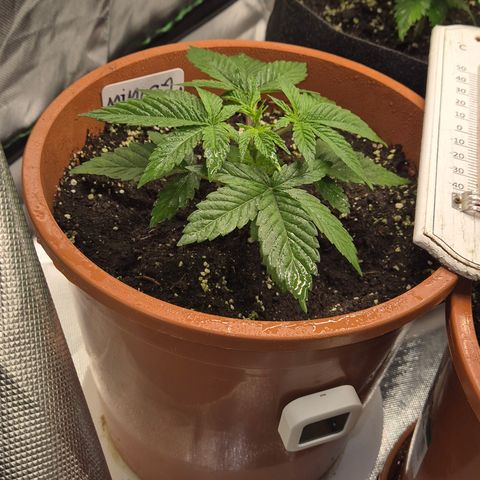 Mimosa evo Photo ♥️ Barney's Farm  growlog timeline photo