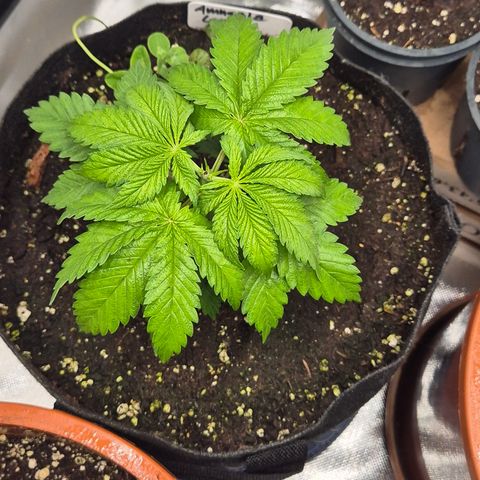 🍍Anna  #1 amnesia lemon  growlog photo: In echt Leuchter sie nicht so grell😅