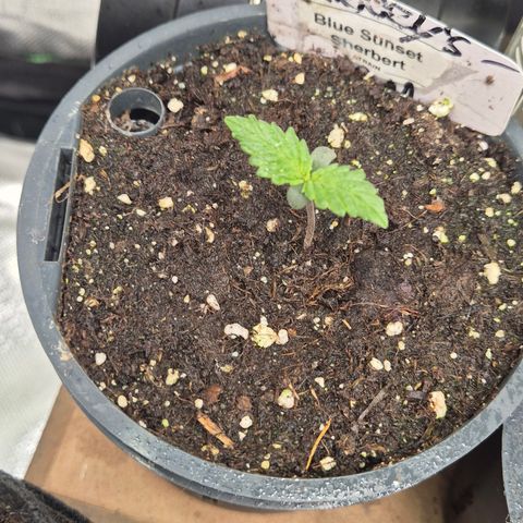 🌅Sherbi photo, blue sunset sherbert, Barneys farm  growlog timeline photo