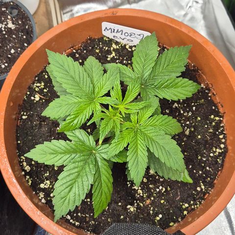 Mimosa evo Photo ♥️ Barney's Farm  growlog timeline photo