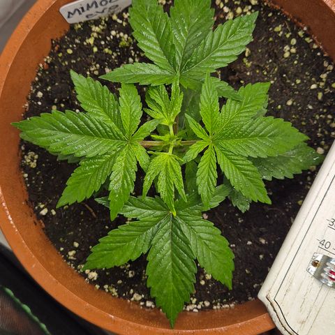 Mimosa evo Photo ♥️ Barney's Farm  growlog timeline photo