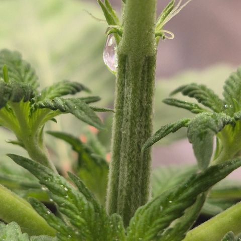 Runtzi Auto ♥️ Barney's Farm  growlog timeline photo