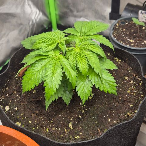 🍍Anna  #1 amnesia lemon  growlog photo: In echt Leuchter sie nicht so grell😅