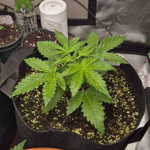 Runtzi Auto ♥️ Barney's Farm  growlog timeline photo