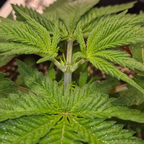 DieAnnas  #2 amnesia lemon/ungedämmter Dachboden growlog timeline photo