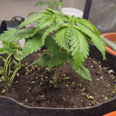 🍍Anna  #1 amnesia lemon  growlog photo: In echt Leuchter sie nicht so grell😅