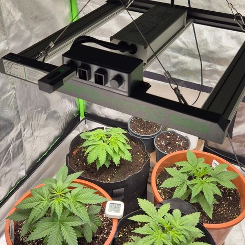 Runtzi Auto ♥️ Barney's Farm  growlog timeline photo