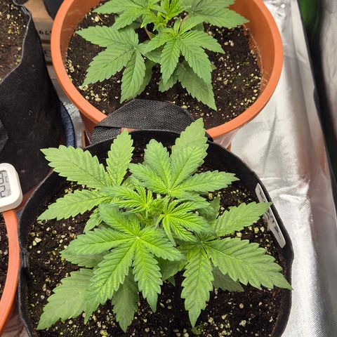 Runtzi Auto ♥️ Barney's Farm  growlog timeline photo