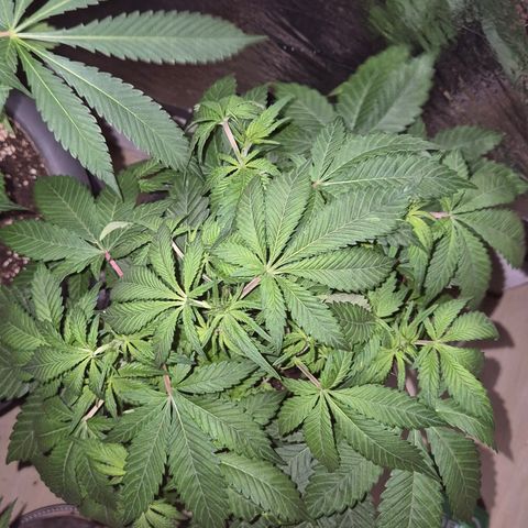 Kushi 😶‍🌫️(rest n. Teilernte/ critical kush, 9.1.24 🎁, Kümmerling) growlog timeline photo