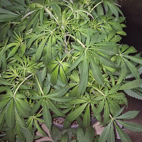 Karli - SHISKABERRY (auto) growlog timeline photo