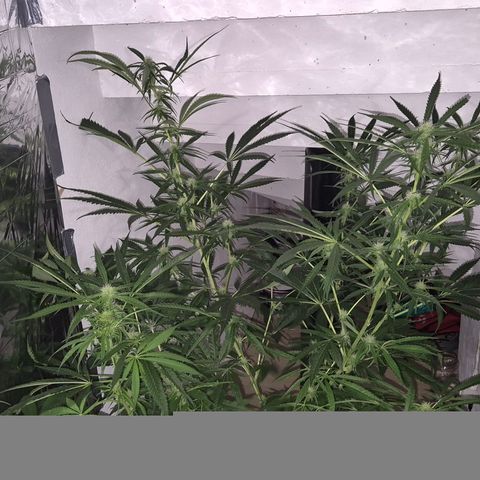 Puple punch  6 growlog timeline photo