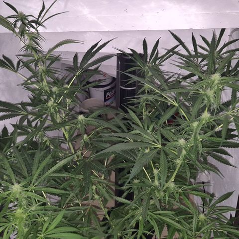 Puple punch  6 growlog timeline photo