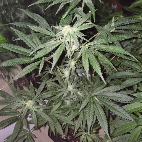 Strawberry Marshmallow growlog timeline photo