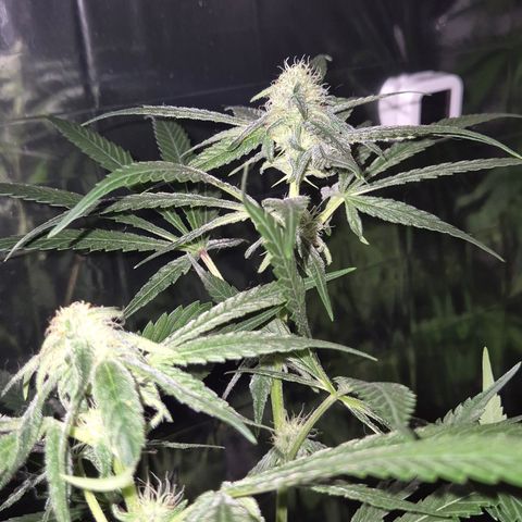 Strawberry Marshmallow growlog timeline photo