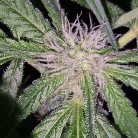 7 Punchi PURPLE PUNCH (photo) growlog timeline photo