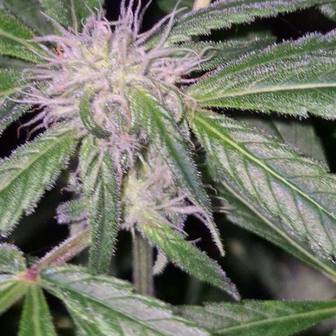 7 Punchi PURPLE PUNCH (photo) growlog timeline photo