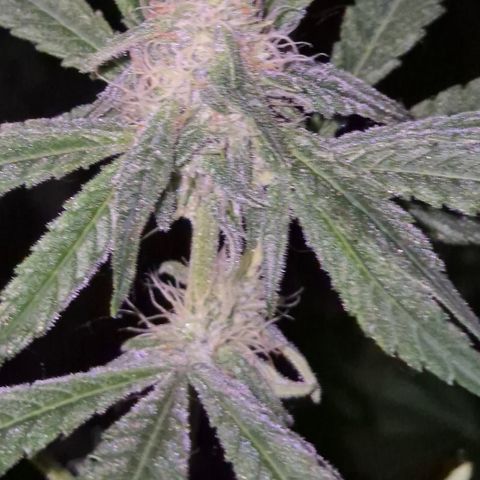 Strawberry Marshmallow growlog timeline photo