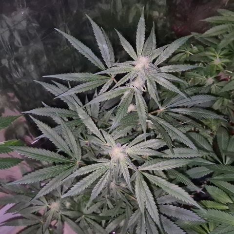 Strawberry Marshmallow growlog timeline photo