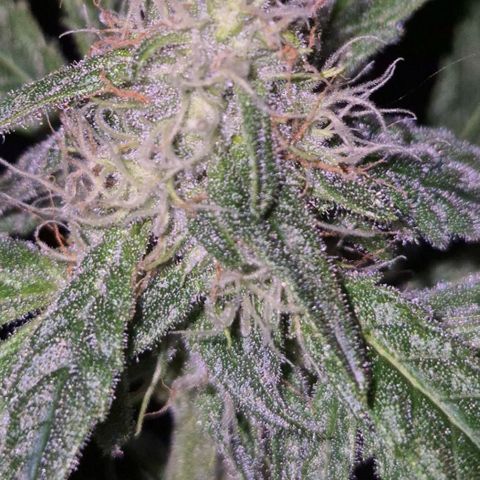 Strawberry Marshmallow growlog timeline photo