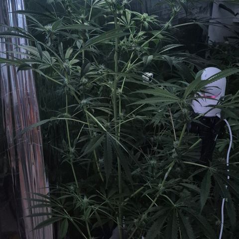 7 Punchi PURPLE PUNCH (photo) growlog timeline photo