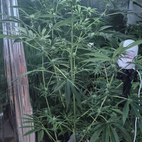 7 Punchi PURPLE PUNCH (photo) growlog timeline photo