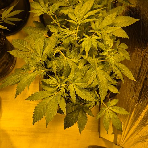 Kushi 😶‍🌫️(rest n. Teilernte/ critical kush, 9.1.24 🎁, Kümmerling) growlog timeline photo