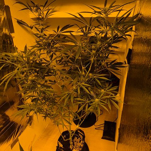 Puple punch  6 growlog timeline photo