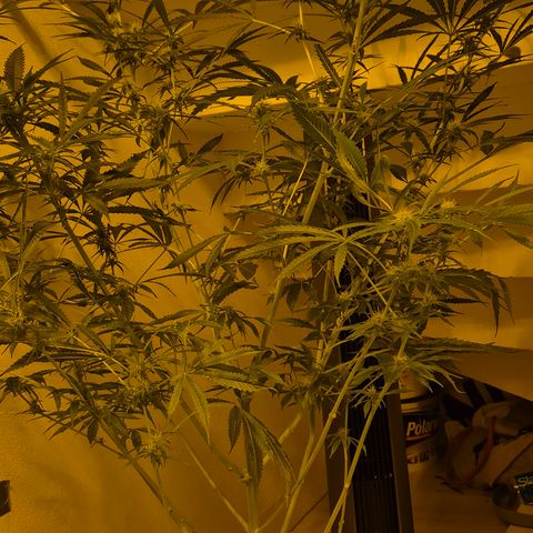 Puple punch  6 growlog timeline photo