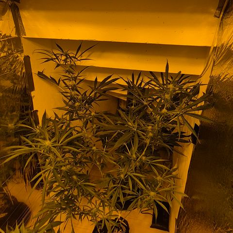 Puple punch  6 growlog timeline photo