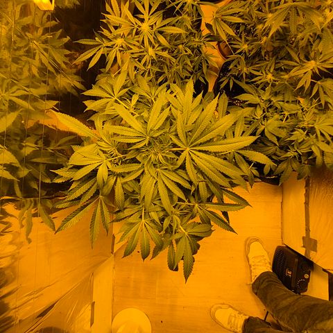 Karli - SHISKABERRY (auto) growlog timeline photo